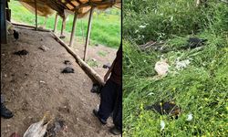 Hakkari'de başıboş köpekler çok sayıda tavuğu telef etti