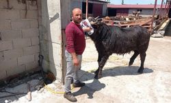 Komşuların arazi kavgası kanlı bitti: 1 ölü