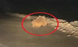 Yaylaya inen ayı, arı kovanlarını parçaladı