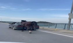 Otomobile bağladığı at ile ilerledi; 2 gözaltı
