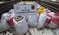 Van'da 3 ton 820 kilo kaçak avlanmış inci kefali ele geçirildi