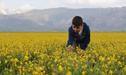 Hakkari'de açan sarı çiçeklerden görsel şölen