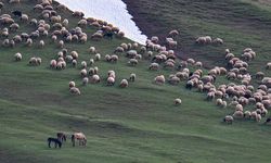 Dünyada sadece Van'da var! Norduz koyununun sayısı artıyor