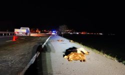 Bitlis'te otomobilin çarptığı sürüdeki 12 koyun telef oldu