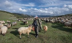 Hayvan üreticilerine 3,9 milyar liralık destek ödemesi bugün yapılacak