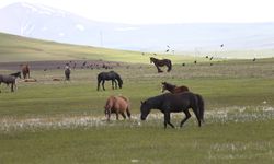 Kars'ta yılkı atları görüntülendi