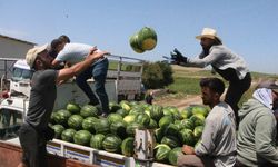Adana’da sezonun ilk karpuz hasadı başladı; tarlada kilosu 7 TL