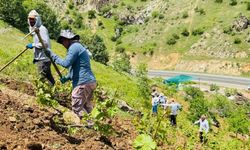 Hakkari'de köylülerin bağ çapalama mesaisi başladı