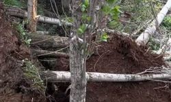 Şemdinli’de kuvvetli yağmur ve rüzgar ağaçları kökünden söktü