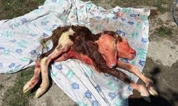 Milyonda bir görülen çift başlı buzağı, ölü doğdu