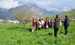 Hakkari'de kadınlar safran yetiştirecek!