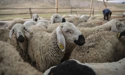 Kurban Bayramı öncesi hastalık ve kesimlere ilişkin tedbirler alındı