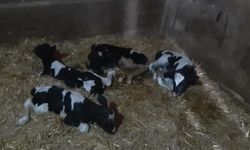 Susurluk'ta bir inek 5 buzağı doğurdu