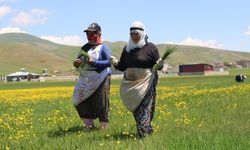 Yüksekova'da kadınların pancar otu mesaisi başladı