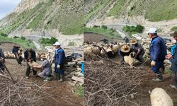 Hakkari'de  Şap Hastalığı aşı çalışmaları devam ediyor