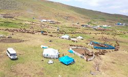 Ağrı'daki 371 yaylaya yerleşen göçer aileler yazı çadırlarda geçiriyor