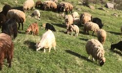 Hakkari'de doğal ortamda beslenen kurbanlıklar satışa çıkarıldı