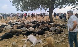 Şırnak'ta yıldırım düşmesi sonucu 99 küçükbaş hayvan öldü