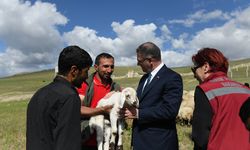 Van'da besicilere dağıtılan koyun sayısı 235 bine ulaştı