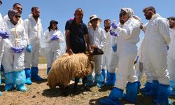 Hakkari'de şap hastalığına yönelik saha tatbikatı gerçekleştirildi