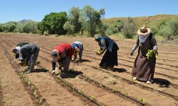 Muş'ta tütün ekimine başladı