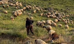 Hakkari’de çobanların bayram mesaisi