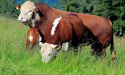 Tarım Bakanlığı'ndan Hakkari'de  hayvancılığa güçlü destek
