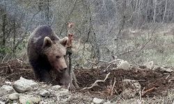 Hakkari'de Ayı Saldırısı: 2 yaralı, 2 kayıp