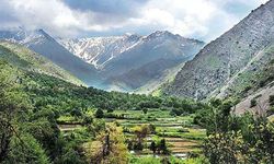 Hakkari'de ayıdan kaçan 2 kişi bulundu!