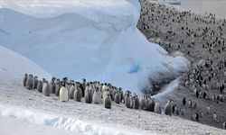 İmparator penguen nüfusu azalıyor