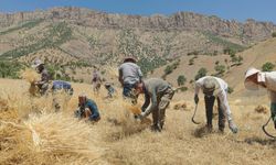 Hakkari'de engebeli arazide buğdaylar orakla biçiliyor