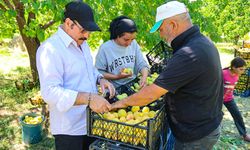 Mevsimlik işçiler Iğdır'da kayısı mesaisinde