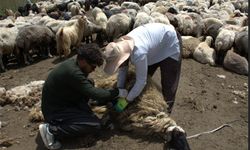 Hakkari'nin zirvesinde koyun kırkma