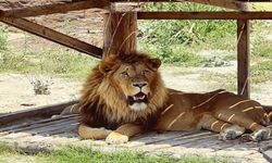 Kaçan aslan aranıyor: 1 yaralı