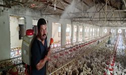 Aşırı sıcakta tavukları buzlu suyla serinletiyor