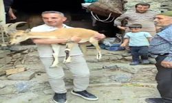 Van'da bitkin halde bulunan dağ keçisi, bakıma alındı