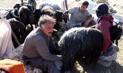 Ağrı yaylalarında koyunların sağımını göçer erkekler yapıyor