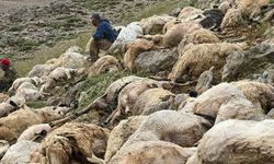 Tunceli'de yıldırım düşmesi sonucu 200 koyun telef oldu