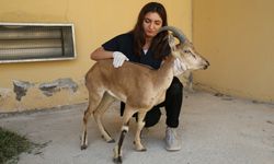 Van'da yaralı bulunan yaban keçisi yavrusu tedaviye alındı