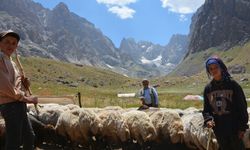 Göçer çocukların Hakkari'de süt mesaisi