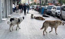 Hakkari’de 2024'te 942 sokak hayvanı kısırlaştırıldı