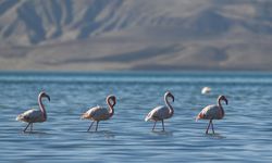 Van'ın Erçek Gölü'nde kuraklık nedeniyle flamingo sayısı azaldı