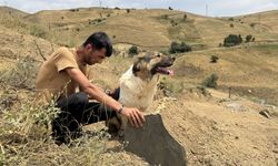 Ölen sahibinin mezarından ayrılmıyor
