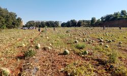120 ton karpuzu hayrına dağıttı