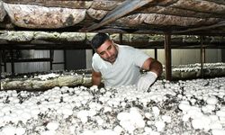 Batmanlı girişimci yılda 600 ton kültür mantarı üretiyor