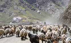 Hakkari'de sürüler sağım için zorlu yolları aşıyor