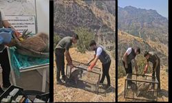 Hakkari’de yaralı Akbaba tedavi edilip doğaya salındı