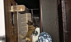 Hakkari'de kamyonetteki valizlerde 26 kilogram skunk bulundu