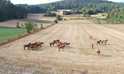 Bolu Dağı'ndaki yılkı atları taylarıyla görüntülendi