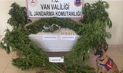 Van'da bir evde 127 kök kenevir ele geçirildi